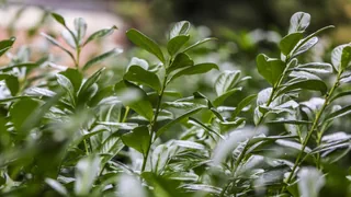Kirschlorbeer und Co. – Verkaufsverbot für einige gebietsfremde Arten tritt in Kraft