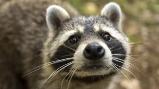 Invasive Art – Waschbären – putzig, aber problematisch