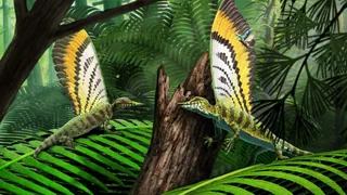 «Wunderreptil» der Trias – Aus der Schublade ins Rampenlicht: Fossil verblüfft die Forschung