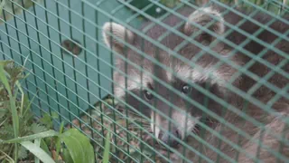 Invasive Art in der Schweiz – Waschbären-Problem: Wie kann man die Ausbreitung stoppen?