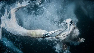 Ausgezeichnete Naturbilder – Von Füchsen, Fischen und eulenartigen Pflanzen