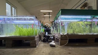 Umweltforschung – Wie die Pflanzen im Luganersee helfen, das Klima zu schützen