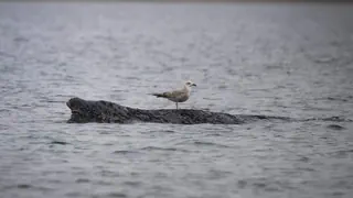 Wal-Drama an der Ostsee – Warum tun uns (manche) Tiere leid?
