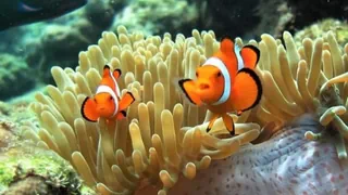 «Nemo»-Fische und Anemonen – Clownfische passen ihr Wachstum der Umgebung an 