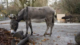 Abstimmung Stadt Bern – Tierpark Bern: Grünes Licht für Neubaupläne?