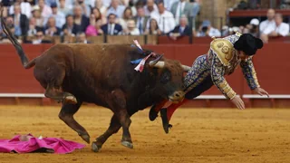 Sevilla – Schwere Verletzung bei Stierkampf: Stier spiesst Torero auf