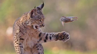 Preisgekrönte Naturbilder 2026 – Wildtierfotografen auf der Pirsch nach besten Bildern