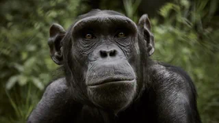 Studie mit Schimpansen – Affen führen Krieg: Was wir Menschen davon lernen können