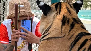 Kritik an Touristenattraktion – Die dunkle Seite der Tiger-Selfies in Thailand