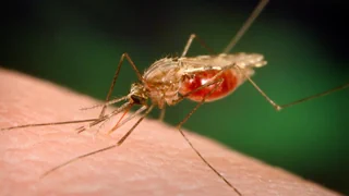 Kampf gegen Malaria – Neuer Ansatz: Statt der Mücke wird der Parasit bekämpft