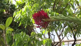 Nach 43 Jahren – Eine extrem seltene Blüte zeigt sich im Botanischen Garten Genf