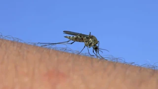 Todesfälle in Italien – West-Nil-Virus: Wie gross ist das Risiko in der Schweiz?
