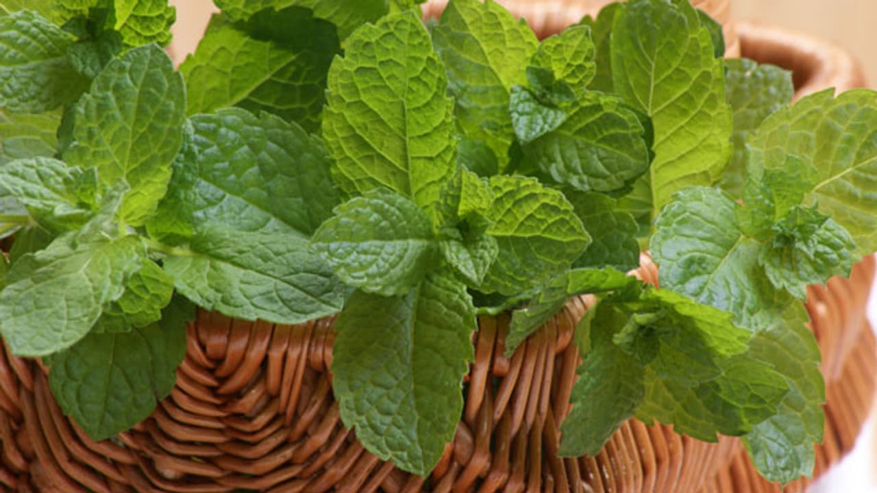 Minze Aromatische Frische A point SRF