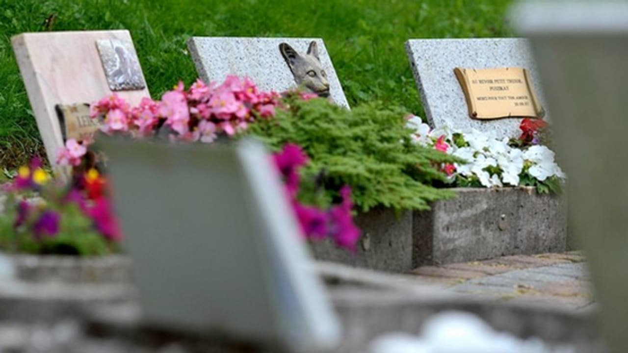 Darf man Haustiere im Garten beerdigen? - Espresso - SRF
