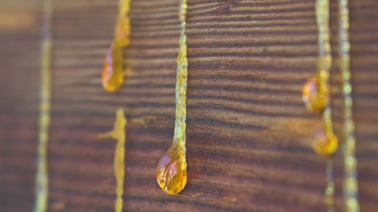 Was tun bei harzendem Holz? Trick 77 SRF