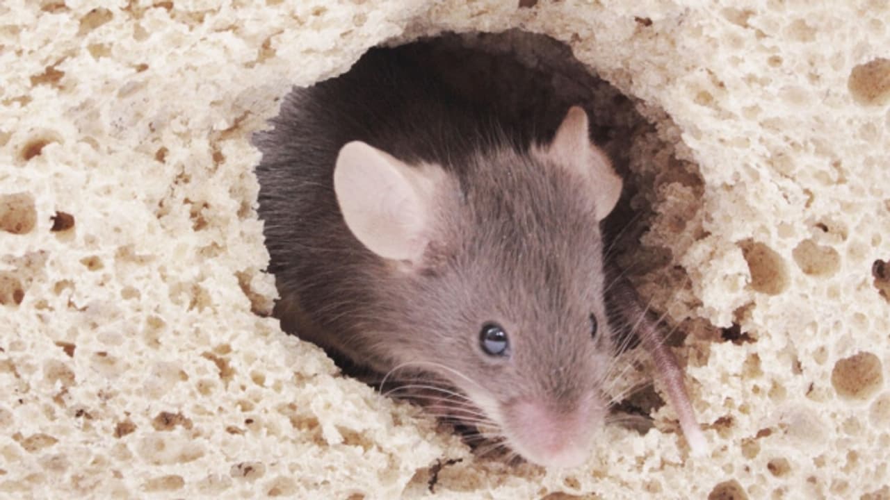 Maus In Der Wohnung Was Tun Schädlinge in der Mietwohnung: Was tun? - Ratgeber - SRF