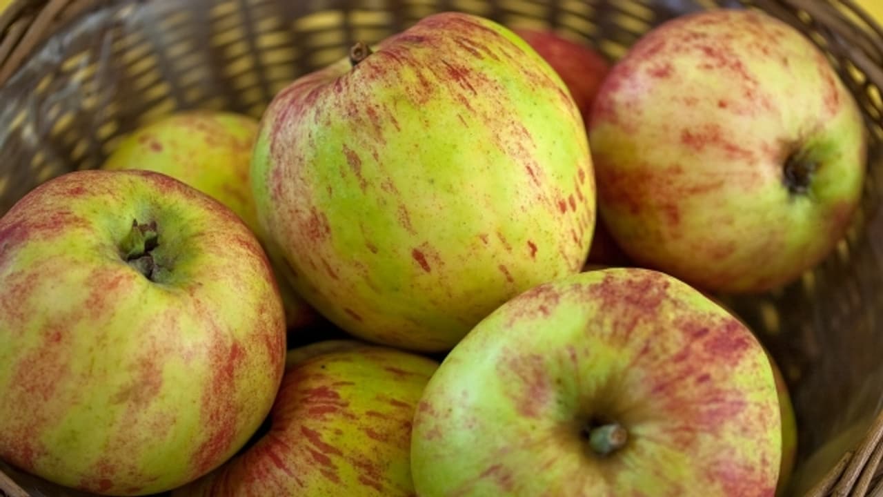Gravensteiner Apfel für Thurgauer Apfeltorte - A point - SRF