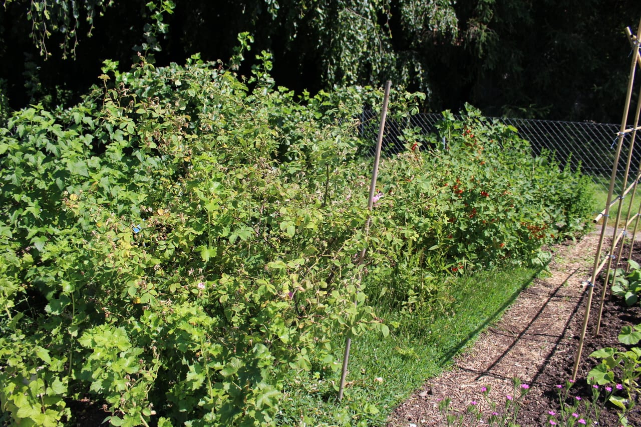 Im Waldgarten Ferien machen - Ratgeber - SRF