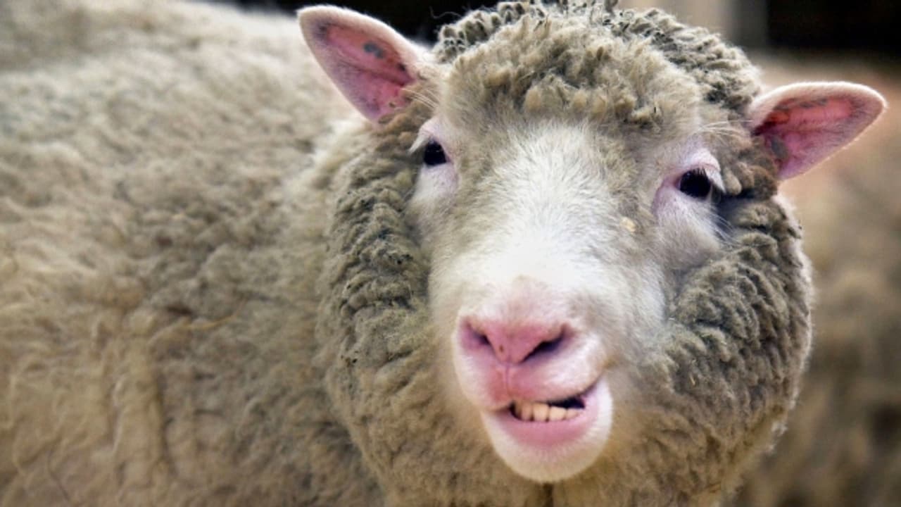 Dolly Schaf : Schaf Dolly | Migros : Das schaf dolly ist eigentlich zu einer ikone dieser klonforschung geworden.