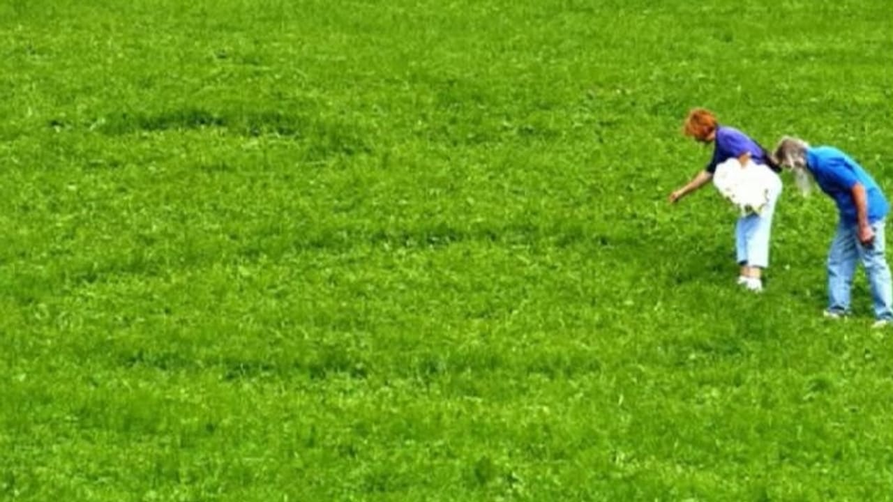 Wochenthema - Archivperlen zum Thema: «Rasen» - Unterhaltung - SRF