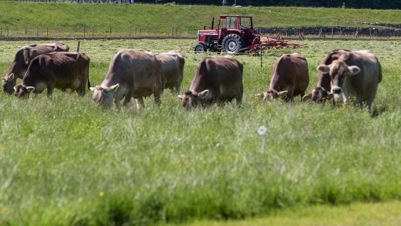 Bio-Bauer mit hornlosen Kühen - «Die Würde der Kuh hängt nicht allein am Horn» - News - SRF
