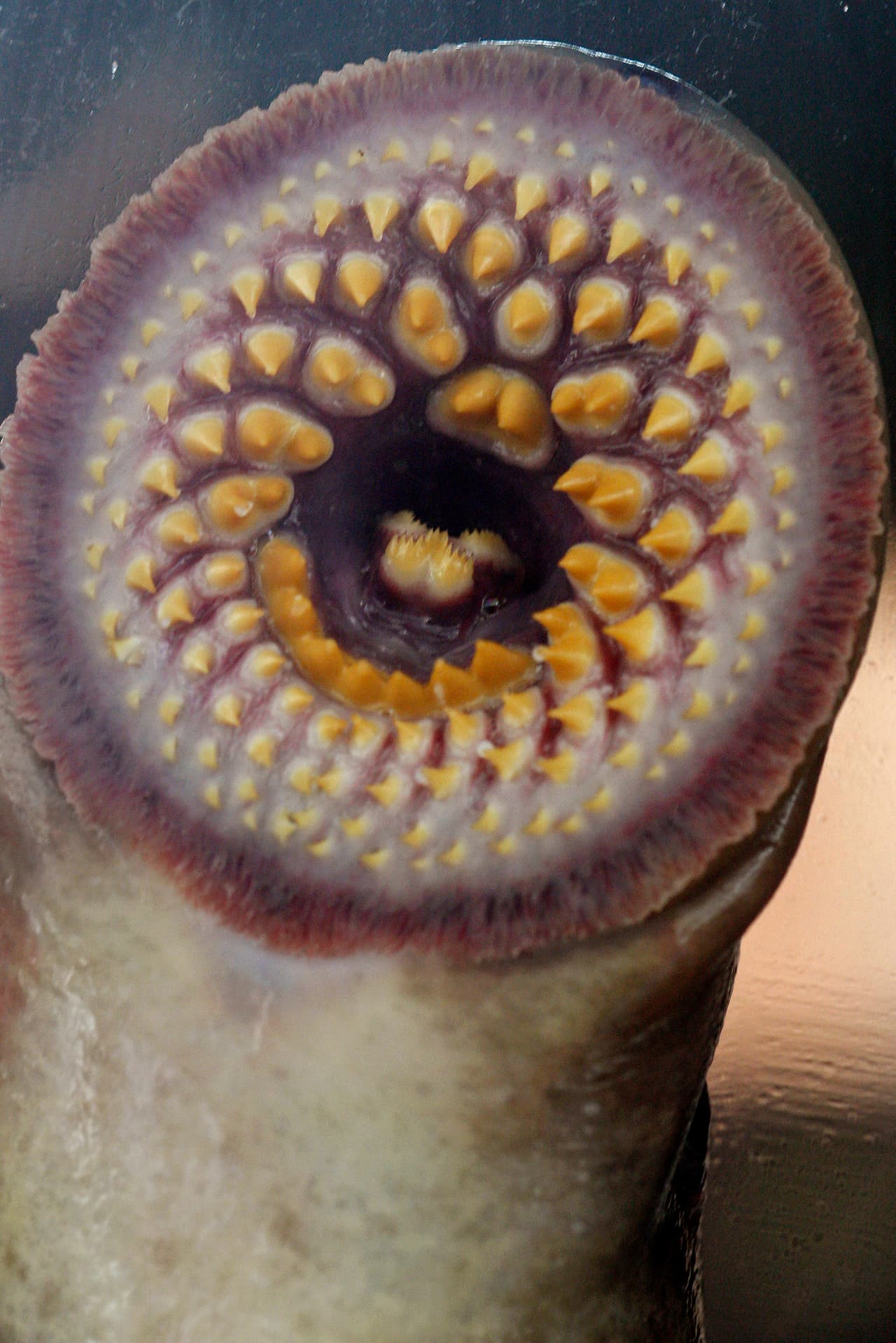 Hagfish Ronbon