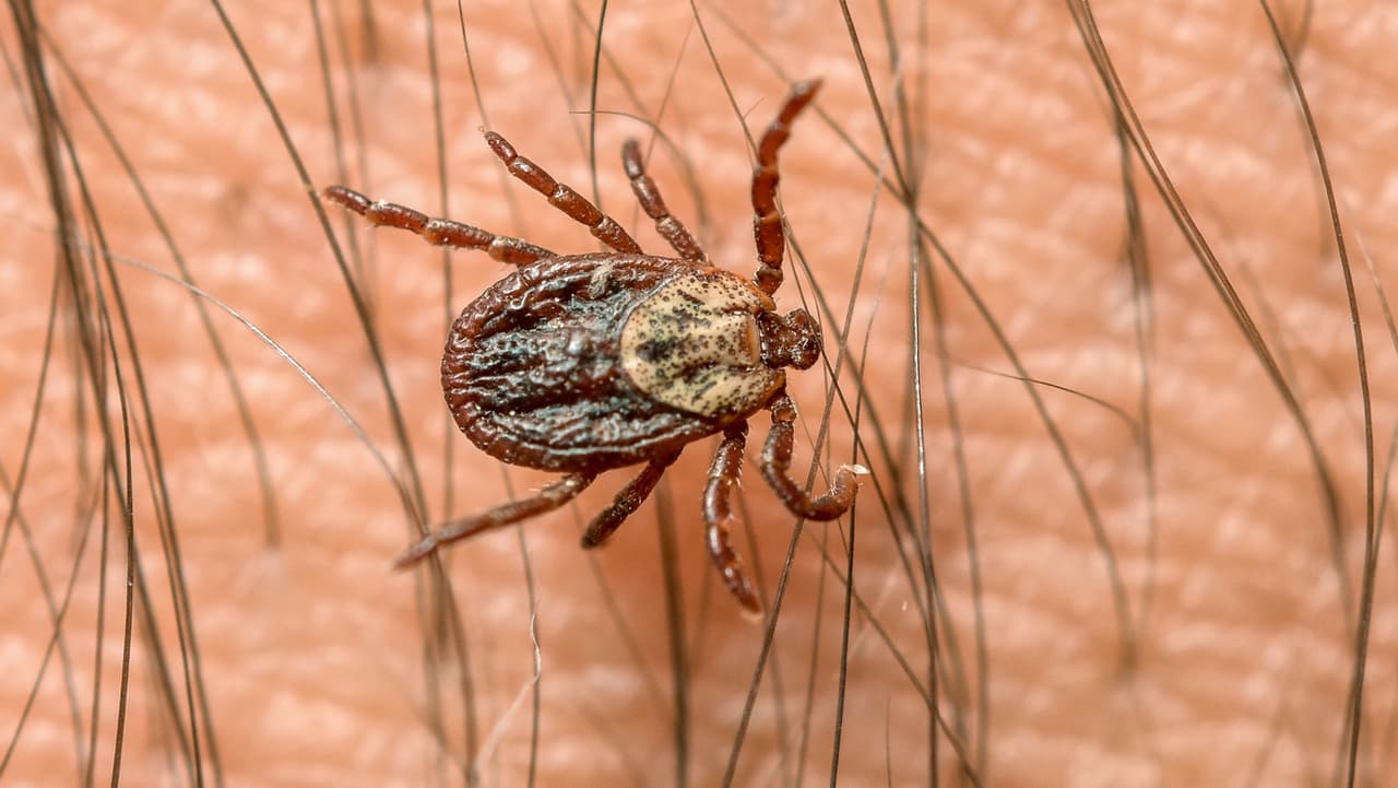 Krankheit breitet sich aus - Das müssen Sie zur Hasenpest wissen - News ...