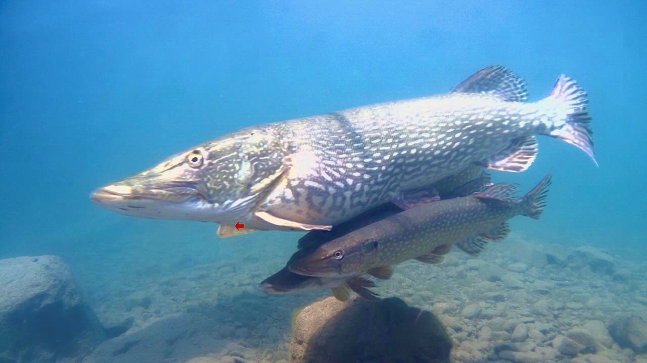 Fischen im Vierwaldstättersee Die gezielte Jagd auf grosse Hechte mit
