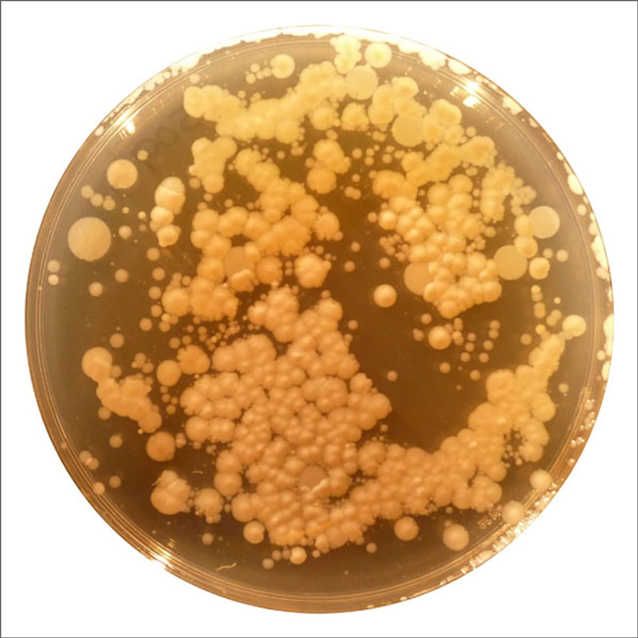 1 staphylococcus aureus