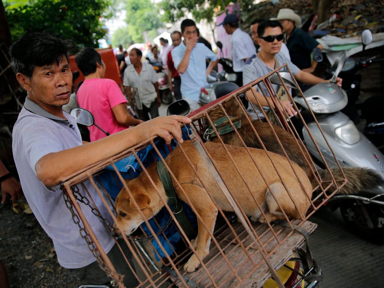 Где едят людей страна. Фестиваль собачьего мяса. Фестиваль собачьего мяса в Китае.