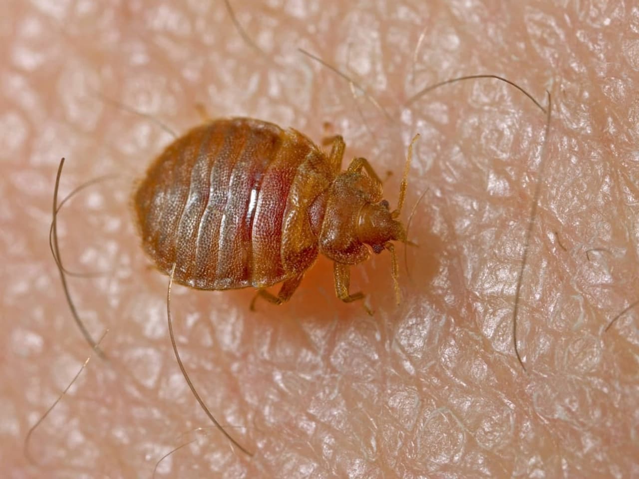 Насекомые переносчики заболеваний. Насекомые переносчики заболеваний. Вши и клопы. Вши и клопы. Постельный клоп борьба.