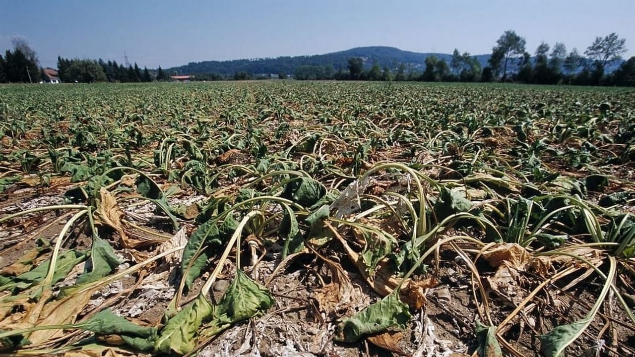 Landwirtschaft und Klimawandel - Schweizer Bauern experimentieren mit