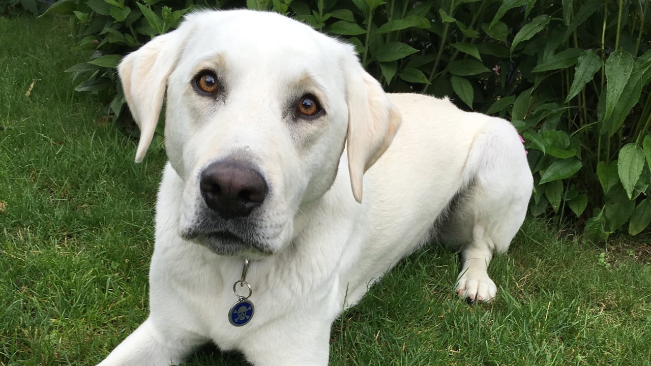 Seit Sonntag Hundstage - Hundstage: die wärmste Zeit des Jahres - Meteo