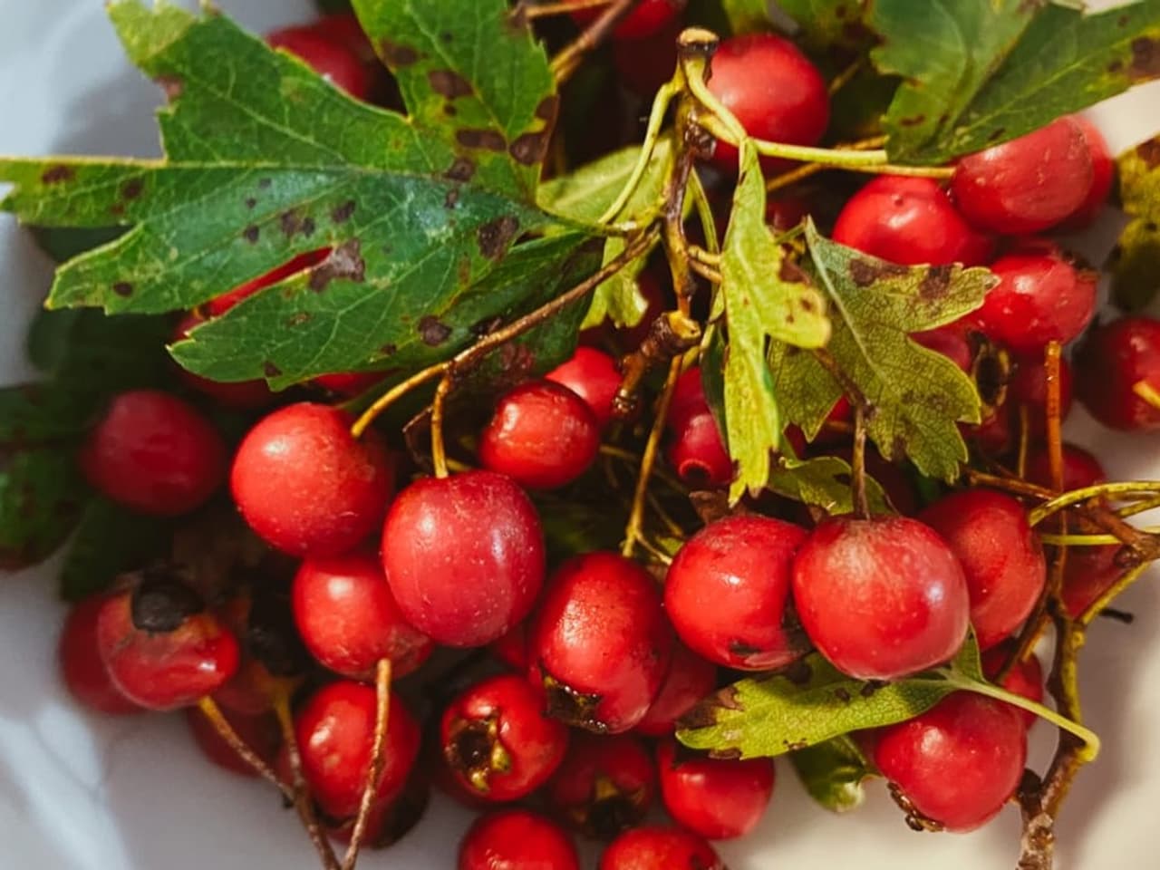 Wilde Beeren - Farbig, fruchtig und voller Vitamine: Wilde Beeren ...