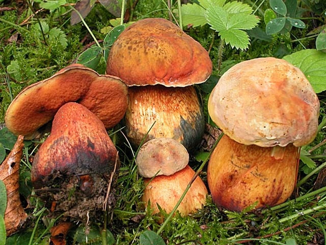 Gut vorbereitet in die Pilz-Saison - Wissen - SRF