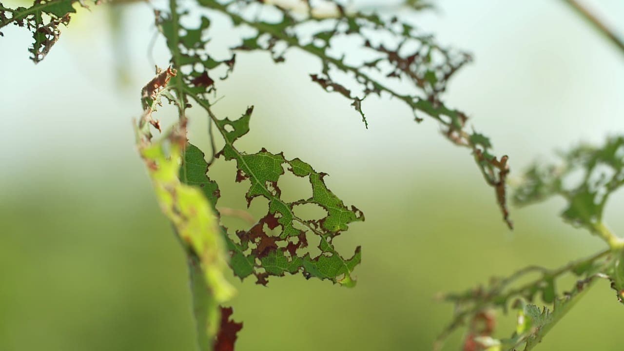 Pilz als Insektizid - Die beste Waffe gegen Japankäfer ...