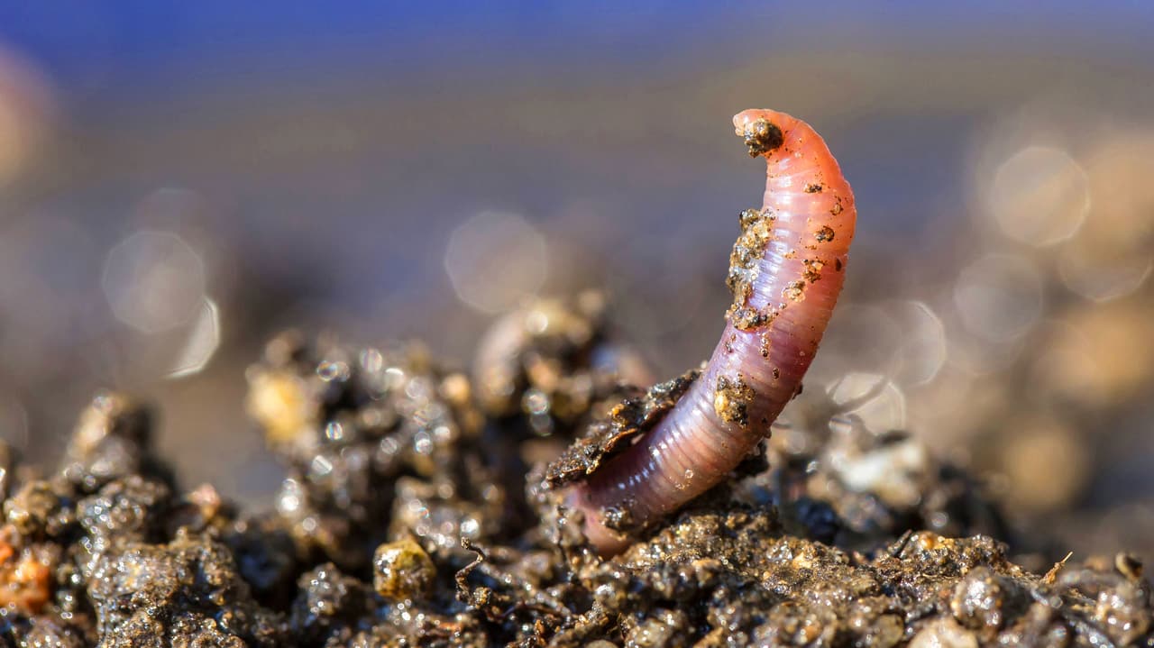 Unterschätzte Regenwürmer - Im Boden ist der Wurm drin – und das ist ...