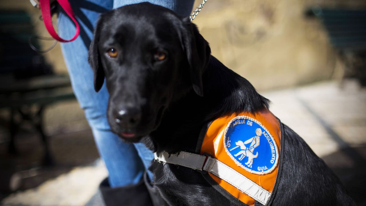 Alltag & Umwelt Hund im Dienst, bitte nicht stören! Puls SRF