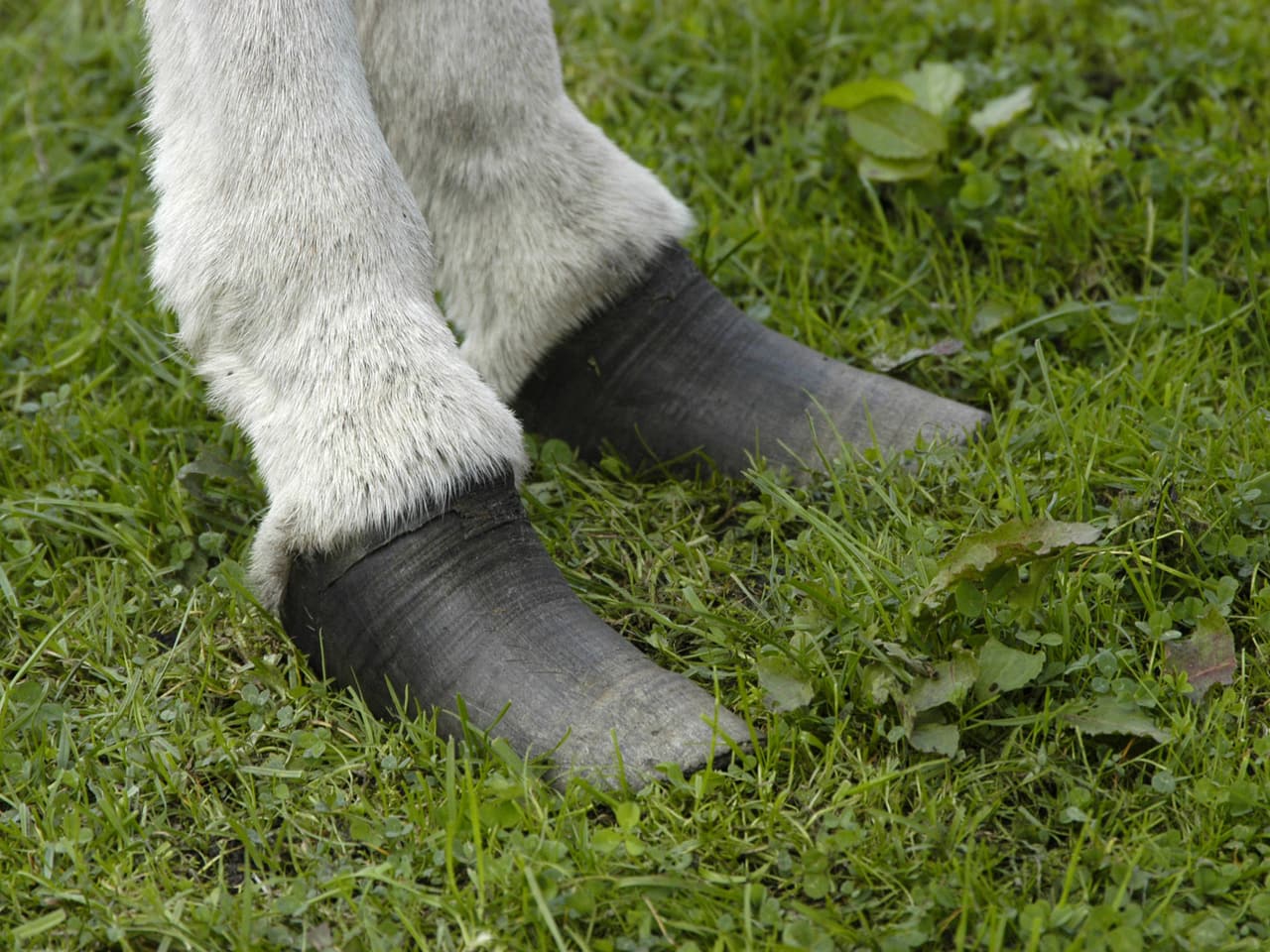 Natur &amp; Umwelt Wundertier Esel Seine besten Features in Bildern