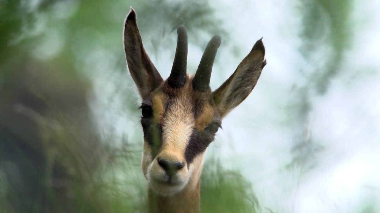 NETZ NATUR - NETZ NATUR Web-Serie: «Die Schweiz und die ...