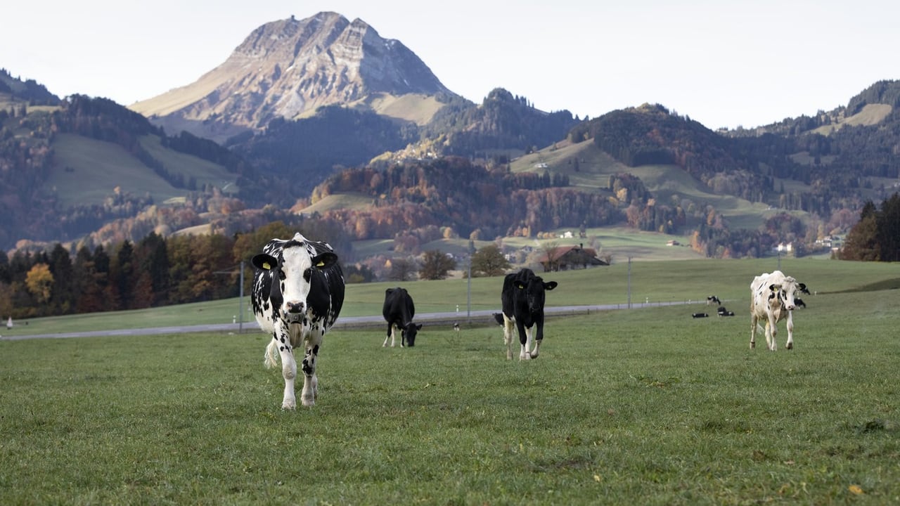 Subventionen an Landwirtschaft - Direktzahlungen an Landwirte: Wie