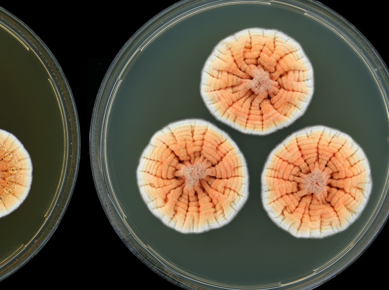 Panorama - 10 Arten, die Sie noch nie gesehen haben - News - SRF