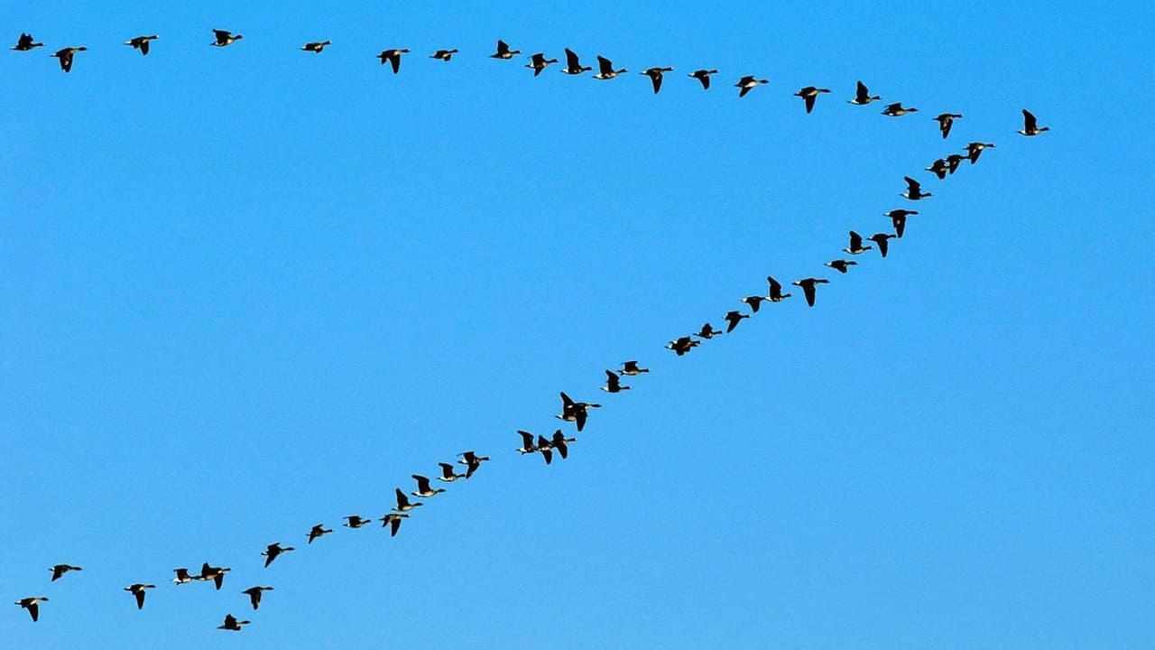 Fünfmalklug Wie fliegen Vögel im Energiesparmodus? Einstein SRF
