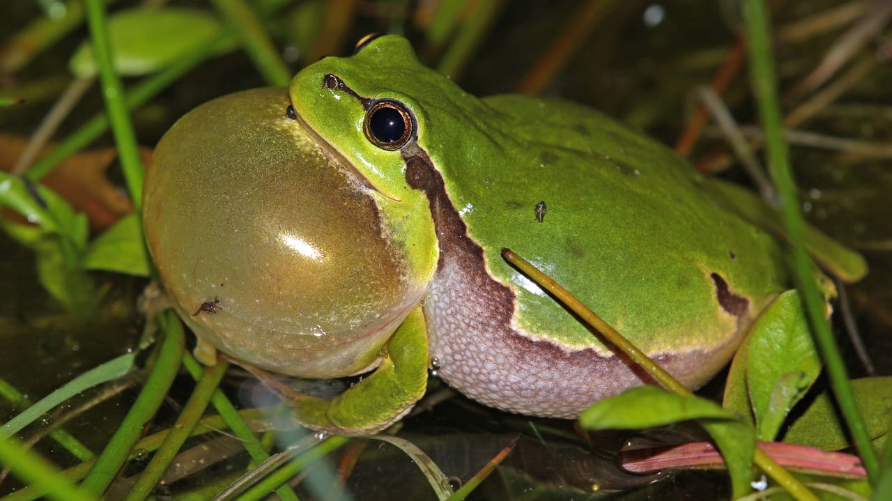 Was Tun Bei Frosch Im Hals Fünfmalklug - Woher kommt der Frosch im Hals? - Einstein - SRF