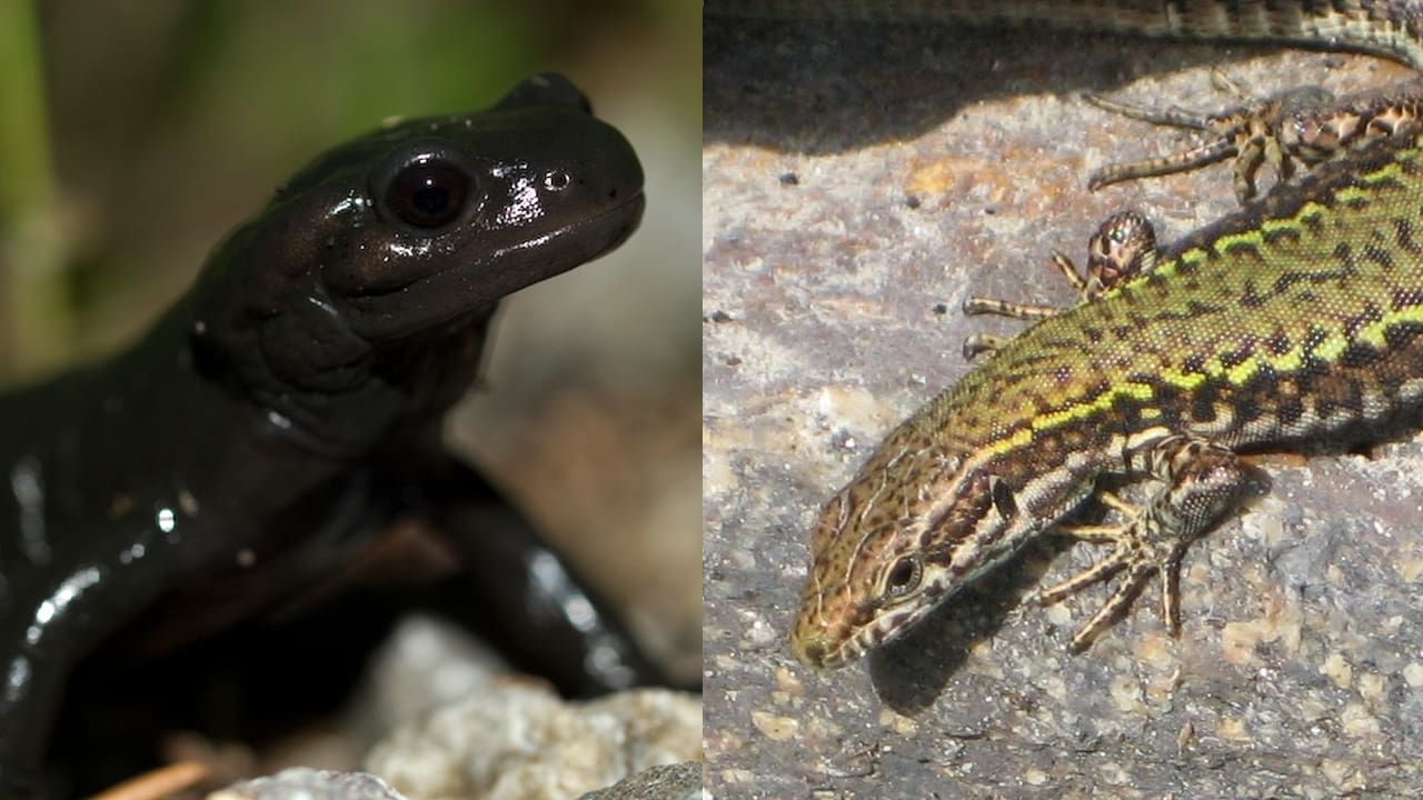 Ab Wieviel Grad Werden Amphibien Aktiv Fünfmalklug - Wie unterscheiden sich Amphibien und Reptilien