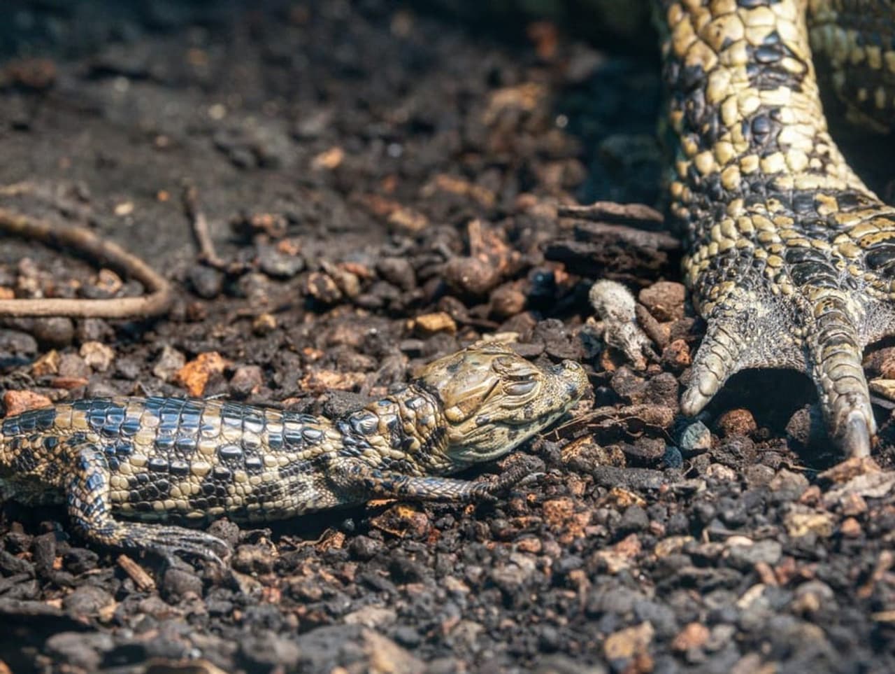 Bilder der Woche BabyKrokodil im Zoo Zürich und weitere imposante