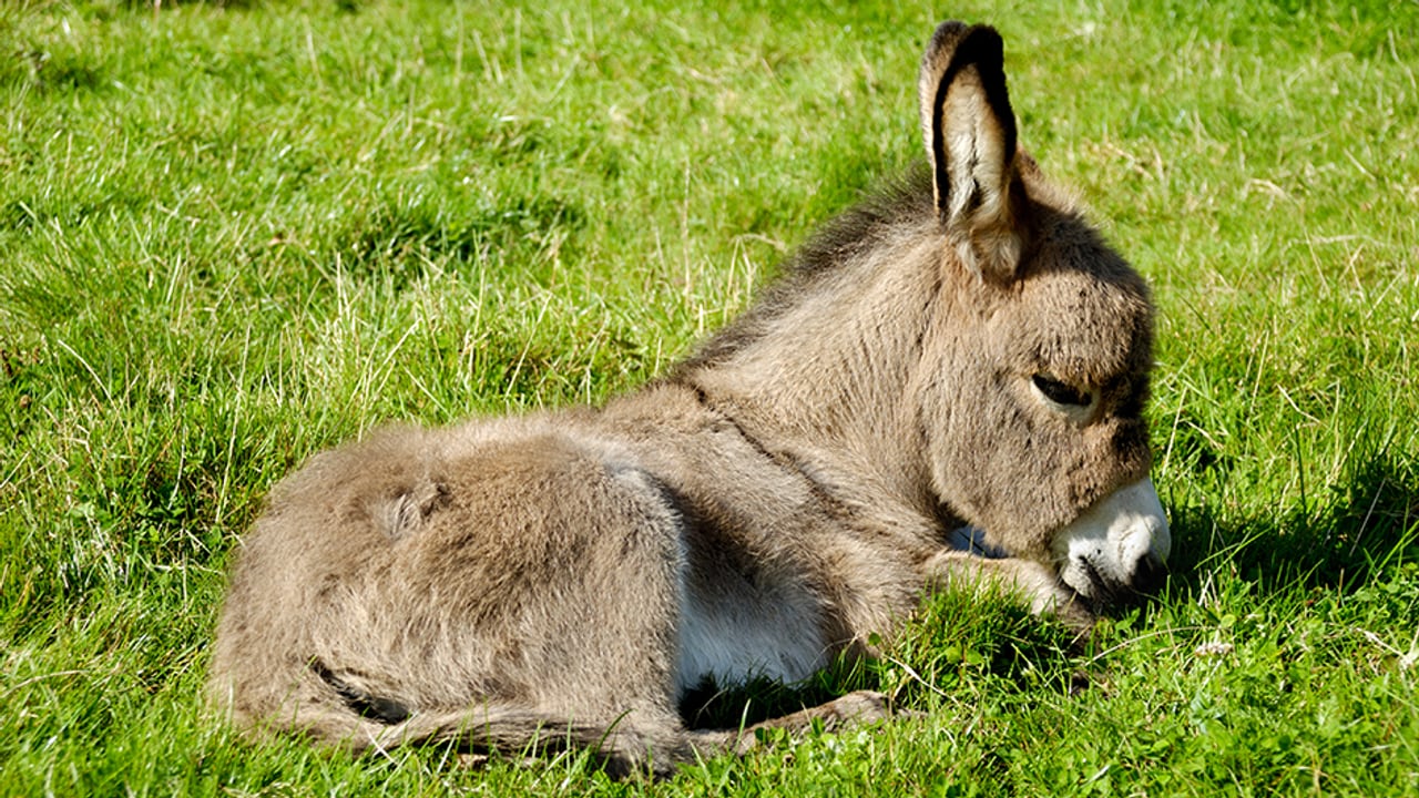 Natur & Tiere Der Esel Hommage an ein verkanntes Tier Wissen SRF
