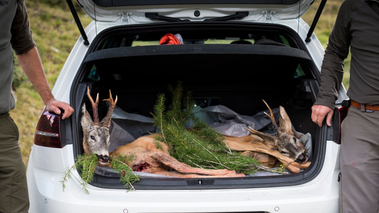 Graubünden - Schwerer Stand für Bündner Jagdgesetz - News - SRF