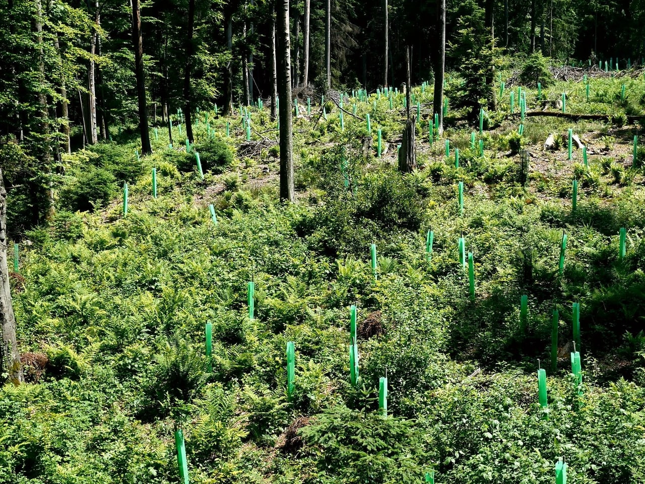 экодук в калужской области. проектирование защитных лесов. проектирование защитных лесов. проектирование защитных лесов. полезащитные лесополосы.