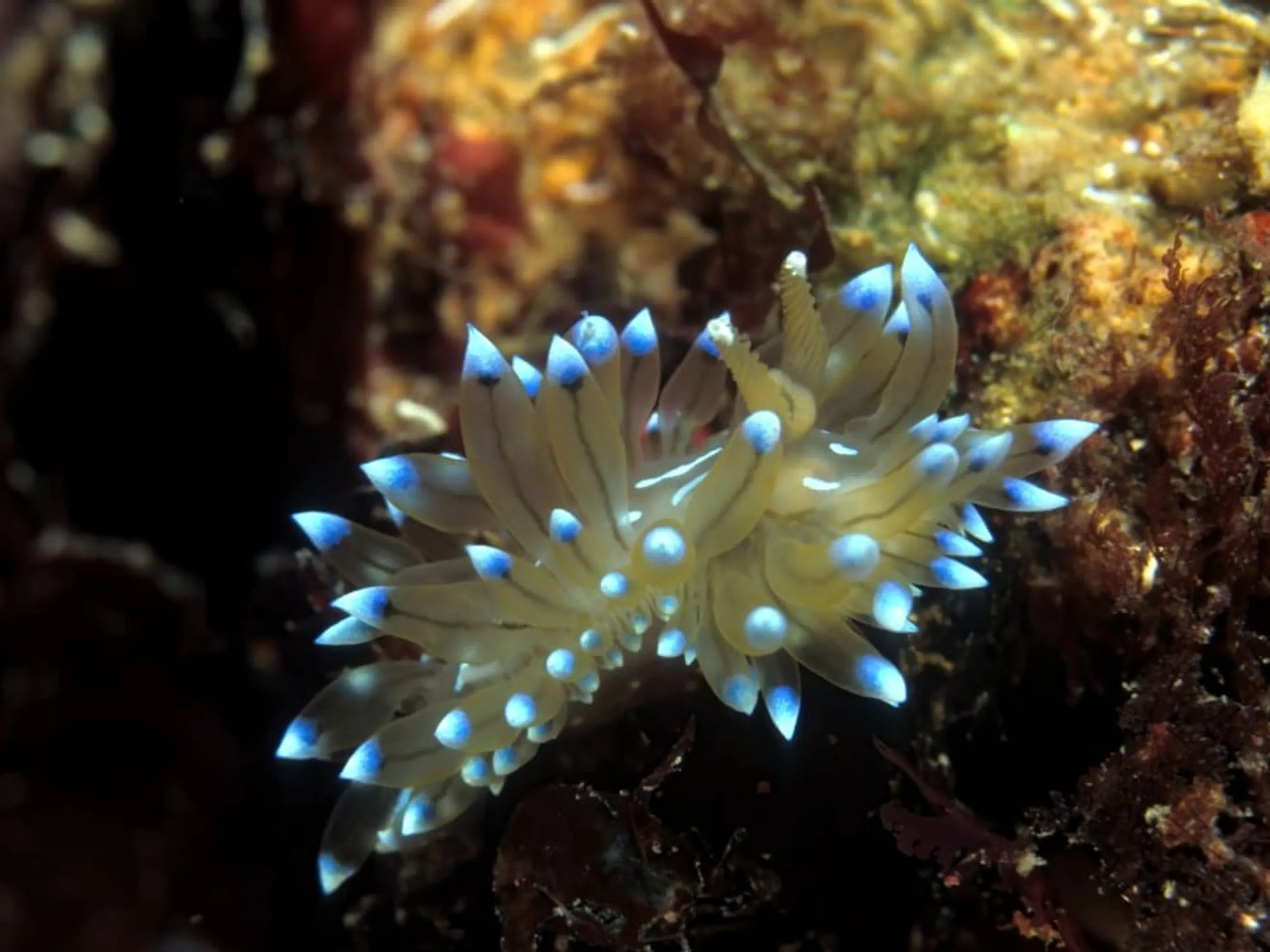 Meeresschnecke bildet möglichen Wirkstoff gegen Blutkrebs Meeresschnecke bildet möglichen Wirkstoff gegen Blutkrebs